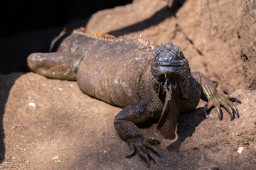 Massive Iguana crawling on a stone and looking at the camera with curiosity