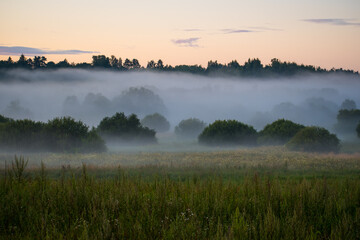 Fototapeta na wymiar Wonderful mist or fog summer evening or morning, sunset or sunrise, meadow landscape, wonderful mysterious nature