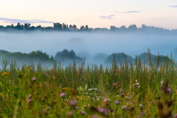 Wonderful mist or fog summer evening or morning, sunset or sunrise, meadow landscape with flowers, wonderful mysterious nature