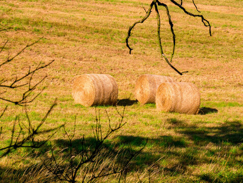 Three round bales of straw in a sunlit meadow, framed by dry tree branches in the foreground