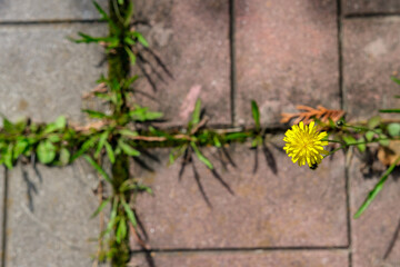 The small yellow flower blooms and grows with the grass in the seams of the multi-colored paving slabs.
