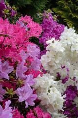 Rhododendron Deciduous Azalea Knapp-Hill, mollis