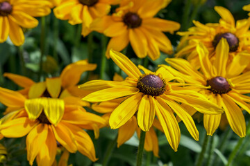 Many large yellow flowers (buds) of Rudbeckia close-up, growing on a flower bed in the garden.
