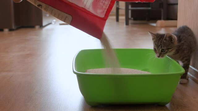 Kitten watching pouring clay litter into green plastic cat litter box on floor in living room