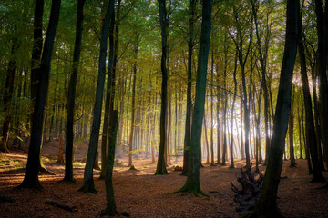 Fototapeta premium Nationalpark Jasmund