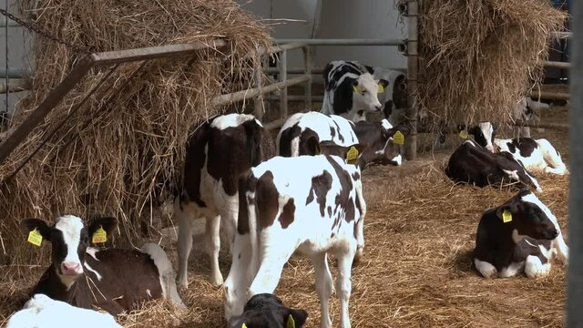 Portrait of calf lies in straw on farm. Young calves in a farm. Calf Care. Head of a young calf with yellow tags in the ears.
