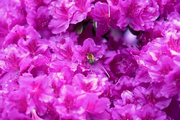 Fototapeta na wymiar Rhododendron Deciduous Azalea Knapp-Hill, mollis