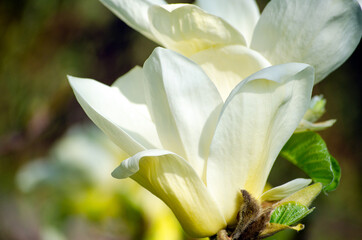 White delicate magnolia flowers on a warm spring day in an open-air park