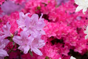 Rhododendron Deciduous Azalea Knapp-Hill, mollis