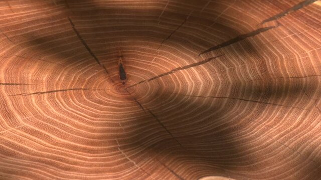 Cross section of a very old tree with countless tree rings demonstrative of age. Large circular piece of wood cross section with concentric tree ring texture pattern and cracks

