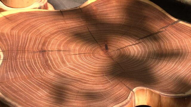 Cross section of a very old tree with countless tree rings demonstrative of age. Large circular piece of wood cross section with concentric tree ring texture pattern and cracks
