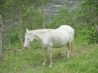 Obraz na płótnie Canvas Caballo albino junto al río