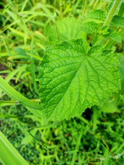 Green leaf background texture background macro