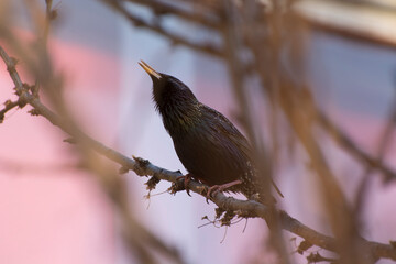 A Starling bird sits on a tree branch