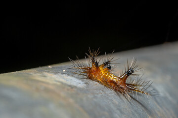 Slug moth larva(Arthropoda: Insecta: Lepidoptera: Limacodidae: Phlossa conjuncta)