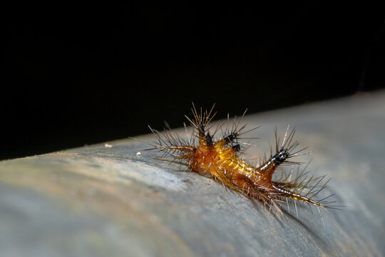 Slug moth larva(Arthropoda: Insecta: Lepidoptera: Limacodidae: Phlossa conjuncta)