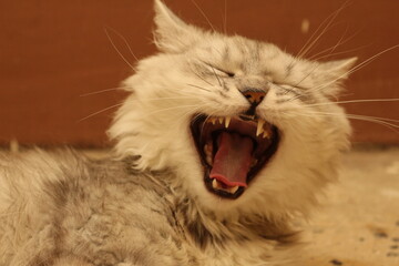 Close up portrait of a cat