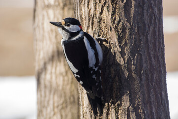 A woodpecker bird sits on a tree trunk and looks into the frame