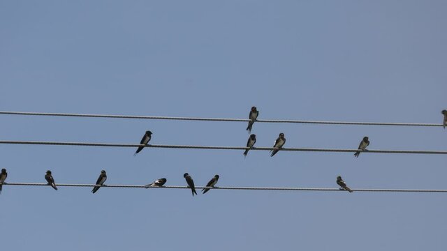 birds on wires