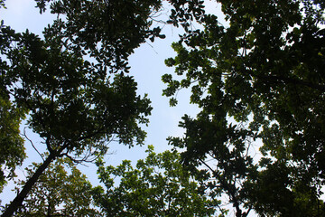 A picture of leafs with selected