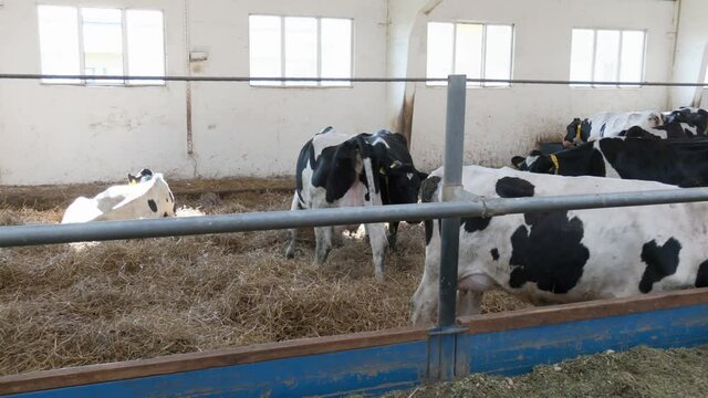 Holstein Frisian diary cows in free livestock stall. Dairy farm cows indoor in the shed
