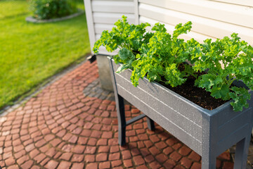 Kale and spinach planted in a raised garden bed on a patio with red bricks in the backyard. - obrazy, fototapety, plakaty