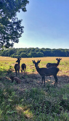 deers in the field