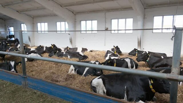 Dairy farm cows indoor in the shed. Industrial farming farm. Cows lie on the floor of the barn, a herd of horned farm animals waiting out the winter in a warm room in the satiety
