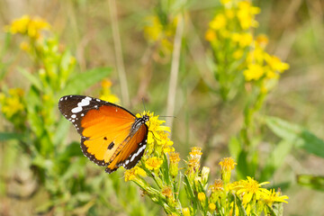 Mariposa tigre ( Danaus chrysippus), tomando néctar sobre la flor amarilla.