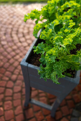 Kale and spinach planted in a raised garden bed on a patio with red bricks in the backyard.