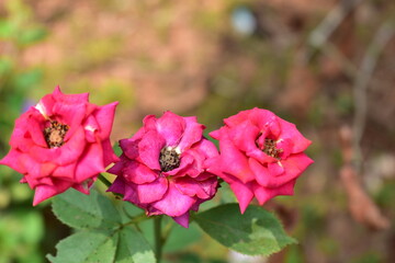 Obraz premium pink rose flower,