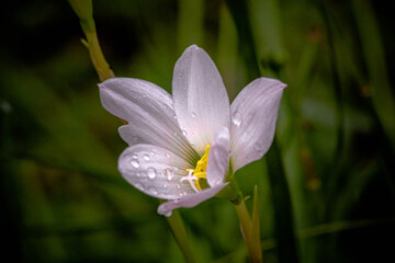 flor