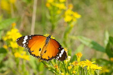 Mariposa tigre ( Danaus chrysippus), tomando néctar sobre la flor amarilla.