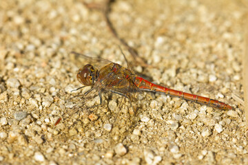 The common darter, Sympetrum striolatum, perched on the ground waiting for its prey.