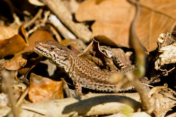 Podarcis liolepis, the Columbretes wall lizard, lizard watching its potential prey