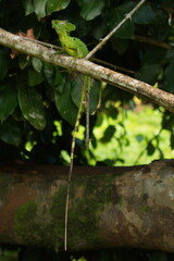 Jesus Christ Lizard in Tortuguero National Park in Costa Rica, Central America
