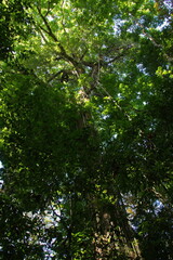 View of the treetops in Corcovado National Park on peninsula Osa in Costa Rica, Central America
