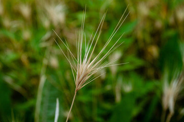 green grass background