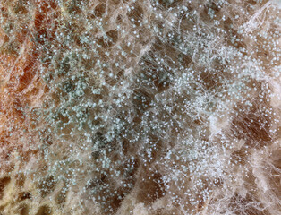 Mold on slices of bread - microscopic photo