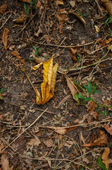 autumn leaves on the ground