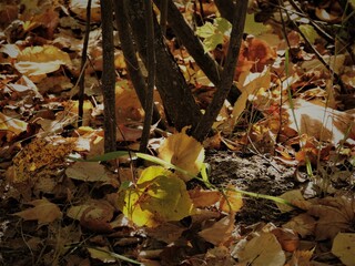 autumn leaves on the ground