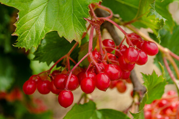 red currants on a branch