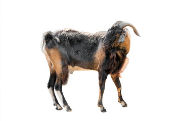 Brown goat isolated on white background.
