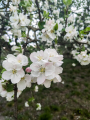 apple tree blossom