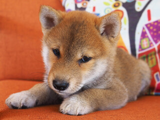 Shiba Inu puppy looks like a little fox