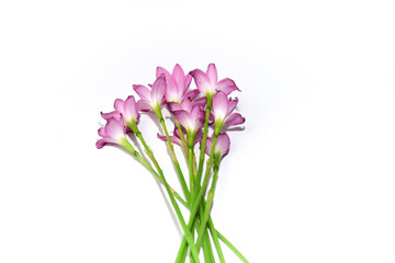 Naklejka na ściany i meble pink hyacinth isolated on white background