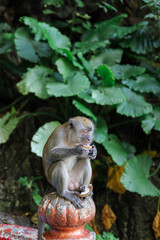 Obraz premium Batu Caves, Kuala Lumpur/ Malaysia - 17 January , 2020 Macaque (Macaca fascicularis) monkey