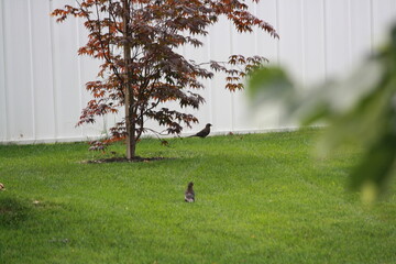 Après l'orage, c'est le moment idéal pour les oiseau xde se nourrir