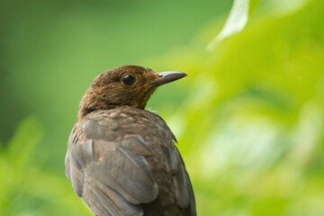Nahaufnahme einer weiblichen Amsel im Sommer im Schatten vor gr&uuml;nem Hintergrund, turdus merula