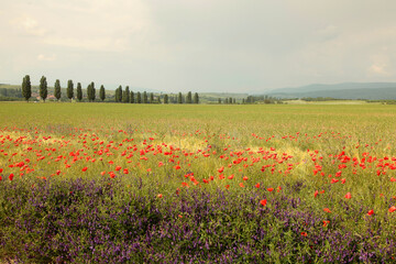 champ de coquelicot et petits poix sauvages